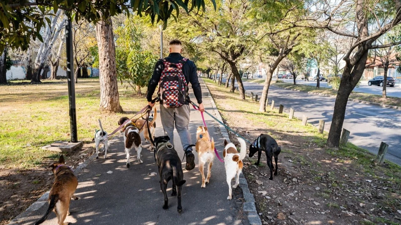 Pet walker with tons of dogs in the park finding a way to make more income